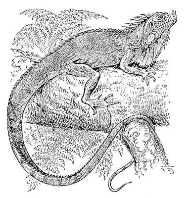  (Iguana iguana).