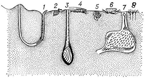   :    1  , 8  Pygospio;    2  , 3  , 5  ;   4   Crangon, 6   Gammarus;   7    .