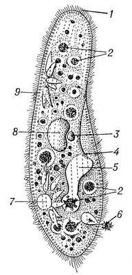  (Paramecium caudatum): 1  ; 2   ; 3  ; 4   ; 5  ; 6    ; 7    ; 8  ; 9  .