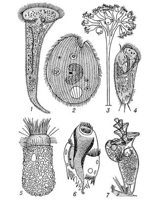 . 2. : 1   (Stentor polymorphus); 2   (Balantidium coli); 3  Opercularia plicatilis; 4  Stylonychia mytilus; 5  Codonella cratera; 6  Ophryoscolex caudatus; 7  Spirochona elegantula ( ).