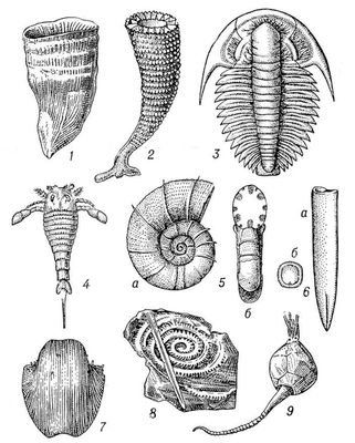 . 1.   : 1    Caninia (, ); 2   Kotuyicyathus (, ); 3   Bergeroniellus ( , ); 4   Eurypterus (); 5   Lytoceras ( ): .   ,     ; 6   Pachyteuthis (, ):    ,    ; 7   Productus (, ); 8   Climacograptus  Monograptus () (,  ); 9   Echinoencrinus (, ).