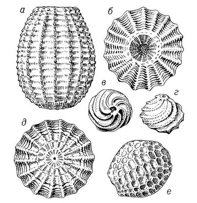 . 3.     Sycidium (, , , )  Trochiliscus (, )     .  .