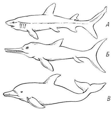 Аналогичная форма тела у акулы (А), ископаемого присмыкающегося — ихтиозавра (Б) и млекопитающего — дельфина (В). Ихтиозавры.