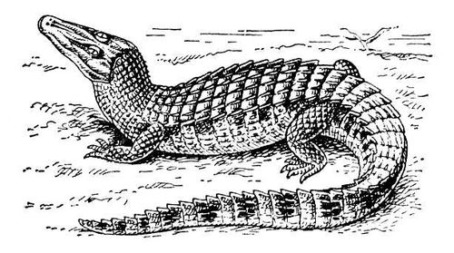   (Caiman crocodilius).