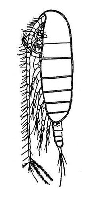 Calanus finmarchicus,   ( ).