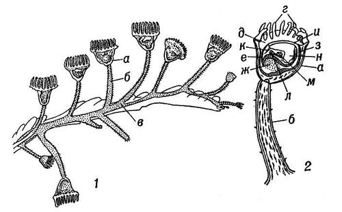 Pedicellina cernua: 1 — часть колонии; 2 — отдельная особь (схематический разрез); а — чашечка, б — стебелёк, в — столон, г — щупальца, д — ротовое отверстие, е — пищевод, ж — желудок, з — кишка, и — порошица, к — выделительные органы, л — нервный узел, м — гонады, н — выводковая камера. Камптозои.