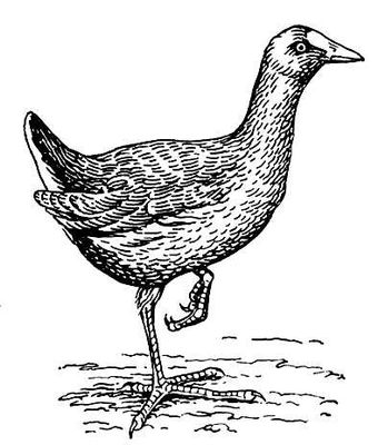  (Gallinula chloropus).