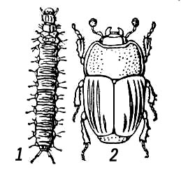  Platysoma compressum: 1  ; 2  .