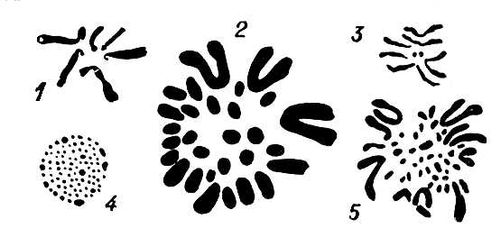 . 1.      : 1   (Crepis capillaris); 2   (Tettigonia cantans); 3    (Drosophila melanogaster); 4   (Dasychira pudibunda); 5   (Gallus domesticus).