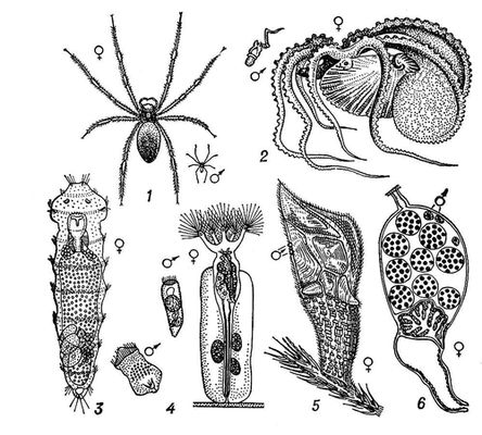 Примеры карликовых самцов: 1 — у паука Nephila nigra; 2 — у головоногого моллюска Argonauta argo; 3 — у кольчатого червя Dinophilus apatris; 4 — у коловратки из рода Collotheca; 5 — у усоногого рака Scalpellum vulgare (гермафродит); 6 — у брюхоногого моллюска Entocolax ludwigi. Знаком <span style='font-family:Arial'>♀</span> обозначены самки, знаком <span style='font-family:Arial'>♂</span> — самцы. Карликовые самцы.