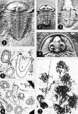    . : 1, 2  Dasometopus (<img src=