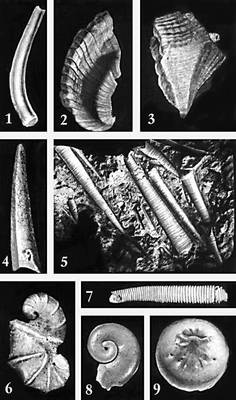    . : 1  Anabarites (P<img src=