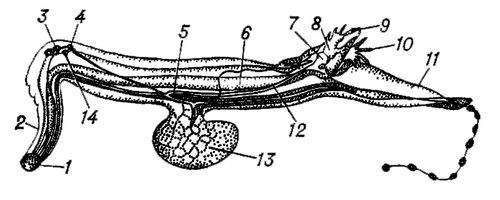   Pterotrachea coronata: 1  ; 2  ; 3  ; 4   ; 5   ; 6  ; 7   ; 8  ; 9  ; 10  ; 11    ; 12  ; 13   ,   ; 14  .