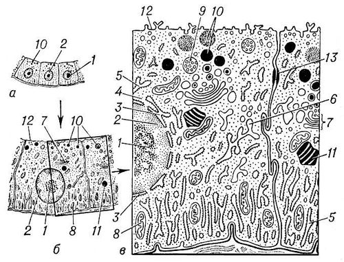 . 1.        :     ;       ;     .  : 1  ; 2   ( ); 3   .  : 4  ; 5   ( )  ; 6   ; 7   ; 8  ; 9   () ; 10   ; 11   ; 12   ; 13  . .