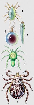    .   (Acariformes): 1     (Caloglyphus rodionovi); 2    (Pediculoides ventricosus); 3   (Demodex cati); 4     (Arrenurus globator).   : 5     (Dermacentor marginatus).  ().