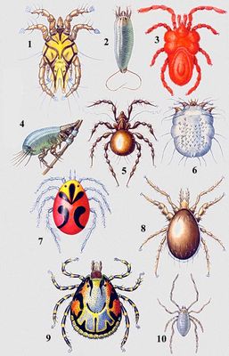    .   (Acariformes): 1    (Zachvatkinia sternae); 2    (Eriophyes oculatus); 3   (Trombidium ferox); 4   (Labidocarpus megaionyx); 5    (Belba globipes); 6    (Acarus siro); 7     (Piona coccinea).   : 8    (Androlaelaps hermaphrodita); 9   (Amblyomma hebraeum). -: 10  -  (Opiliocarus segmentatus).  ().