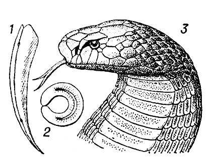 . 1.  (Naja naja): 1   ; 2     (    ); 3   . .