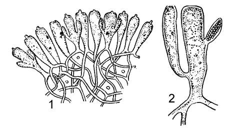 Codium tomentosum: 1     ; 2     (  )   ().