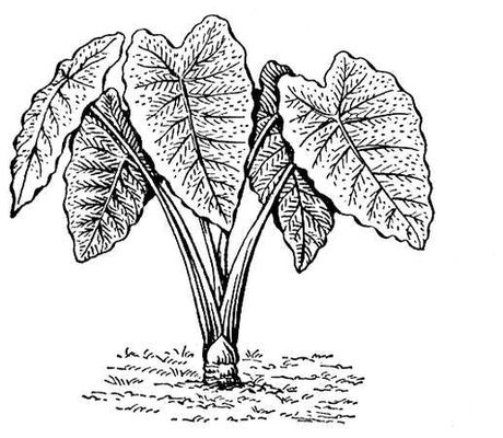  (Colocasia esculenta).