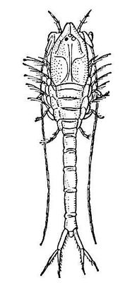 Pseudocuma cercaroides.