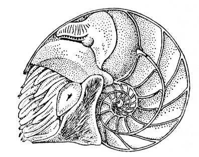  Nautilus pompilius (  ).