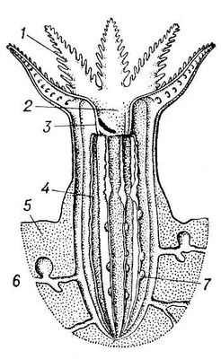 . 3.    : 1   ; 2   ; 3   ; 4     ; 5   ; 6   ; 7   ; 8  ; 9   ; 10   ; 11   ; 12   () ; 13   .