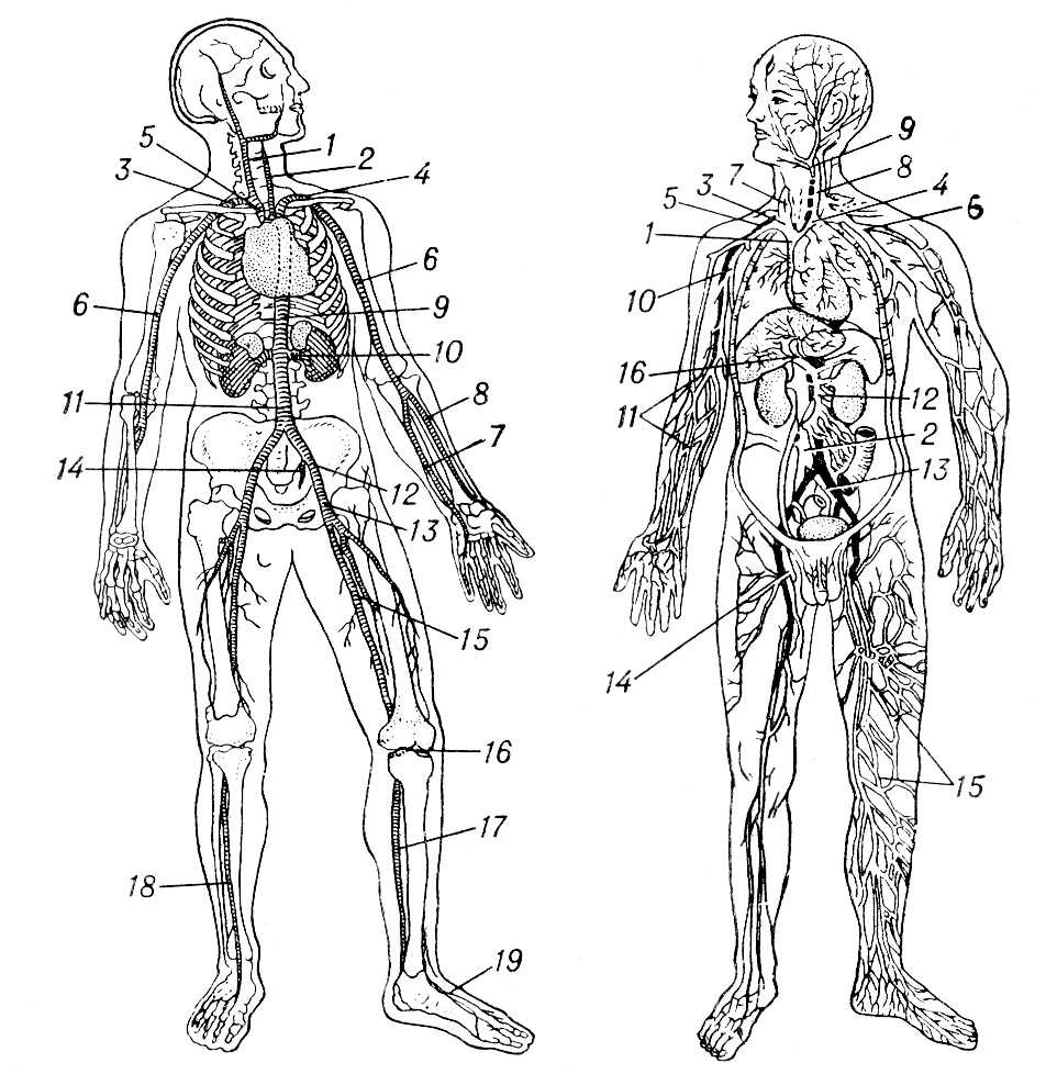 Рис. 3. a — схема артериальной системы человека; артерии: 1 — правая общая сонная; 2 — левая общая сонная; 3 — правая подключичная; 4 — левая подключичная; 5 — безыменная; 6 — плечевая; 7 — локтевая; 8 — лучевая; 9 — грудная аорта; 10—почечная; 11 — брюшная аорта; 12 — общая подвздошная; 13 — наружная подвздошная; 14 — подчревная; 15 — бедренная; 16 — подколенная; 17 — задняя большеберцовая; 18 — передняя большеберцовая; 19 — тыльная стопы; б — схема венозной системы человека; вены: 1 — верхняя полая; 2 — нижняя полая; 3 — правая безыменная; 4 — левая безыменная; 5 — правая подключичная; 6 — левая подключичная; 7 — правая внутренняя яремная; 8 — левая внутренняя яремная; 9 — общая лицевая; 10 — плечевая; 11 — кожные руки; 12 — верхняя брыжеечная; 13 — левая общая подвздошная; 14 — бедренная; 15 — кожные ноги; 16 — воротная печени. Кровеносная система.