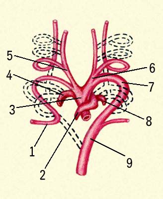 Кровообращение. Выраженная асимметрия крупных артерий, появляющаяся в ходе развития зародыша человека: 1 — правая подключичная артерия, 2 — лёгочный проток, 3 — восходящая аорта, 4 и 8 — правая и левая лёгочная артерия, 5 и 6 — правая и левая сонная артерия, 7 — дуга аорты, 9 — нисходящая аорта. Кровообращение.
