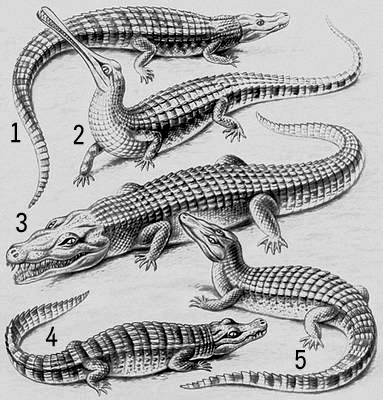 : 1   ; 2   ; 3   ; 4    (Osteolaemus tetraspis); 5   .