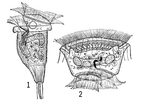  : 1     Zoothamnium; 2  .