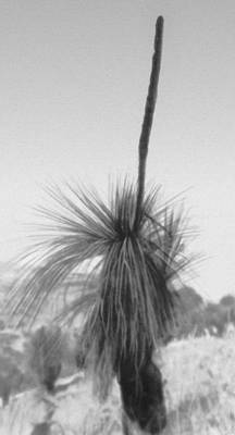   (Xanthorrhoea arborea). .