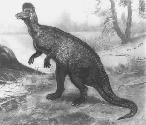    Corythosaurus (. ). .