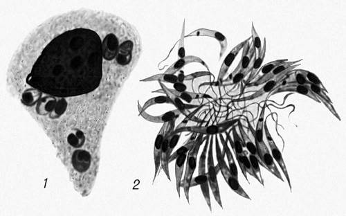 Leishmania donovani: 1        ; 2     .