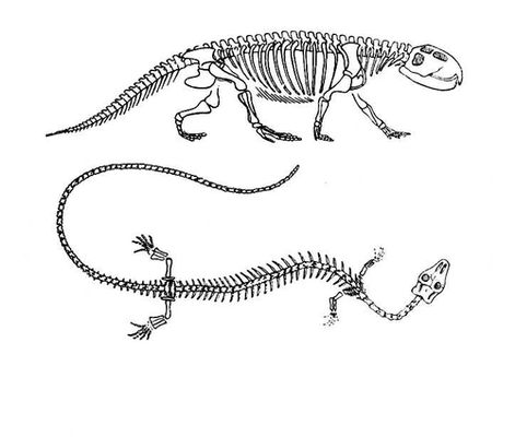 Лепидозавры: вверху — Scaphonyx (триас, Южная Америка); внизу — Asteosaurus (мел, Европа). Лепидозавры.