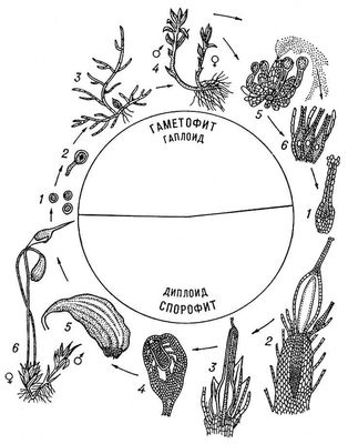     Funaria hygrometrica. : 1  ; 2   ; 3     ; 4   (<span style='font-family:Arial'>♂</span>)   (<span style='font-family:Arial'>♀</span>)   ; 5     ; 6     . : 1    ()  ; 2, 3        ,    ; 4     ; 5     ; 6         .