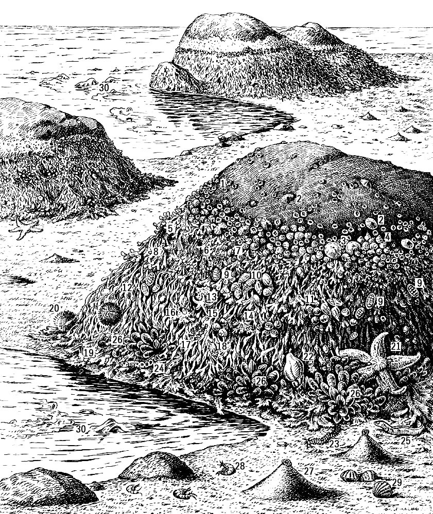 Литоральная фауна и флора Баренцева моря. На скалах, в самой верхней зоне литорали: морские жёлуди (Balanus balanoides) — 1, морские блюдечки (Patella) — 2, актинии (Actinia equina) — 3 и литорины (Littorina saxatilis) — 4; ниже, в зоне водоросли Pelvetia (5): трубки червей Spirorbis — 6, морские жёлуди и литорины (L. littorea) — 7; в следующей зоне, на фукусах (Fucus vesiculosus)(8): хитоны — 9, пурпурницы (Nucella lapillus) — 10 и Littorina obtusata — 11; ещё ниже, в зоне аскофиллум (Ascophillum)(12): губки (Halichondria) — 13, мшанки — 14, морские звёзды (Henricia) — 15, гидроиды — 16, голожаберные моллюски (Dendronotus — 17 и Doris — 18); в самом нижнем ярусе, среди фукусов (Fucus serratus)(19): морские ёжи (Strongylocentrotus) — 20, морские звёзды (Asterias rubens) — 21, букциниум (Buccinum) — 22, многощетинковые черви (Nephthys) — 23, рыбы-бельдюга (Zoarces) — 24 и маслюк (Pholis) — 25 и мидии (Mytilus edulis) — 26. На илисто-песчаном грунте — кучки морских червей пескожилов (Arenicola) — 27, бокоплавы — 28 и сердцевидки (Cardium) — 29. Иногда обнажаются при отливе водоросли Laminaria — 30. Литоральная фауна.