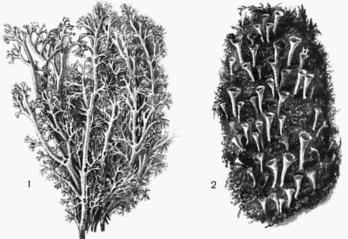 1   ,   (Cladonia rangiferina); 2    (C. fimbriata).