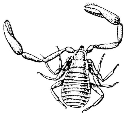  Chelifer cancroides.