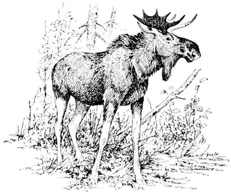 Рис. к ст. Лось. Лось (вид сем. оленей).