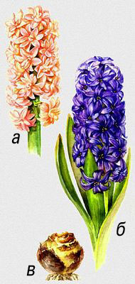  (Hyacinthus), :   'Chestnut Flowu' ( ),   'Ostara' (),   .  .