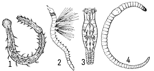 Малощетинковые черви: 1 Aeolosoma hemprichi (цепочка особей, образовавшаяся в результате бесполого размножения); 2 Ripistes parasita (свободноживущий лимнический вид); 3 Chaetogaster diaphanus; 4 Lumbricillus lineatus. Малощетинковые черви.