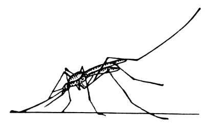 Рис. 1. Сидящий малярийный комар. Малярийные комары.