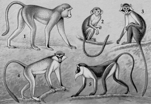 Мартышки: 1 — гусар, 2 — карликовая, 3 — голуболицая, 4 — зеленая, 5 — диана. Мартышки (род обезьян).