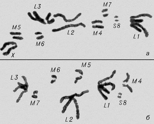 Морфология мейоза у самца кузнечика Chorthipus brunneus. Число хромосом — 17 (16 + Х): L — длинные хромосомы, М — средние, S — короткая, Х — Х-хромосома. Метафаза II; число хромосом гаплоидное, в каждой хромосоме видны 2 хроматиды (а — с Х-хромосомой, б — без неё). Мейоз.