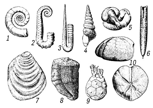 . 4. ,    .     (15): 1   (Crioceratites), 2   (Ancyloceras), 3   (Hamulina), 4   (Turrilites), 5   (Nipponites); 6   (Belemnitella).  : 7   (Inoceramus), 8   (Hippurites). : 9    (Marsupites), 10    (Micraster).