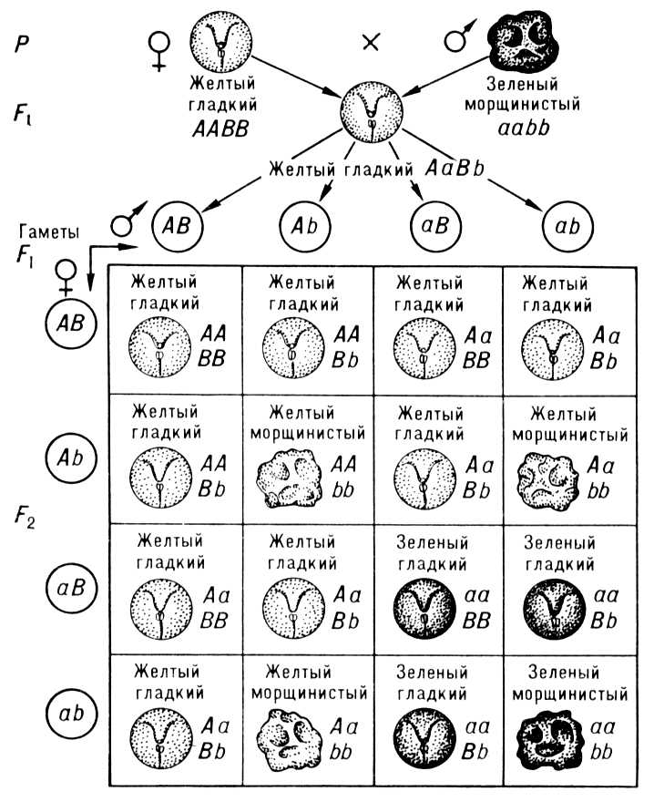      (     )   9 : 3 : 3 : 1;      (),      ();      (); b     ();    ; F    ; F<sub>2</sub>    .