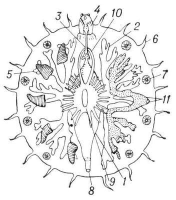 Myzostomum sp. (схема строения): 1 — кишка; 2 — выросты кишки; 3 — пищевод; 4 — хоботок; 5 — ножка; 6 — усик; 7 — присоска; 8 — клоака; 9 — брюшная нервная цепочка; 10 — окологлоточное нервное кольцо; 11 — семяпровод. Мизостомиды.