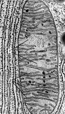 Рис. 2. Митохондрия из клетки поджелудочной железы (электронная микрофотография): 1 — матрикс; 2 — кристы. Митохондрии.