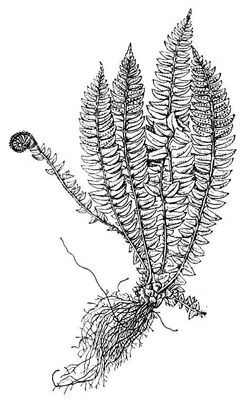   (Polystichum lonchitis). .