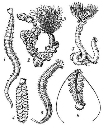  : 1   (Arenicola); 2  Thelepus ( ,   ); 3  Serpula (  ); 4  Lepidonotus (   ,  ); 5  ; 6  Tomopteris.